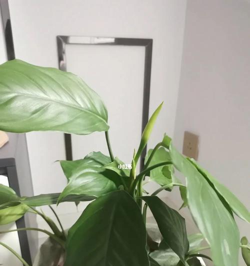 万年青开花预示吉祥如意（揭秘万年青开花的吉祥象征与寓意）