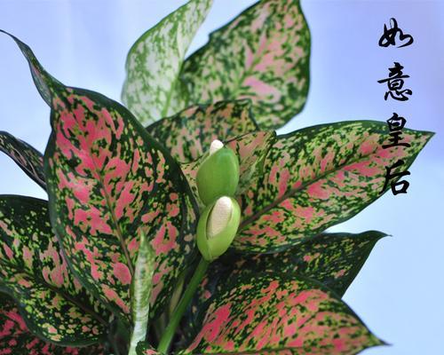 万年青开花预示吉祥如意（揭秘万年青开花的吉祥象征与寓意）