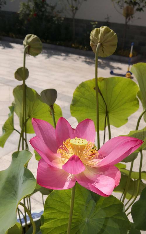 荷花的象征意义(揭示荷花的寓意与文化内涵) 荷花的象征意义(揭示荷花的寓意与文化内涵)