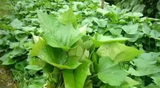 红薯收获的最佳时间（掌握正确的收获时机）