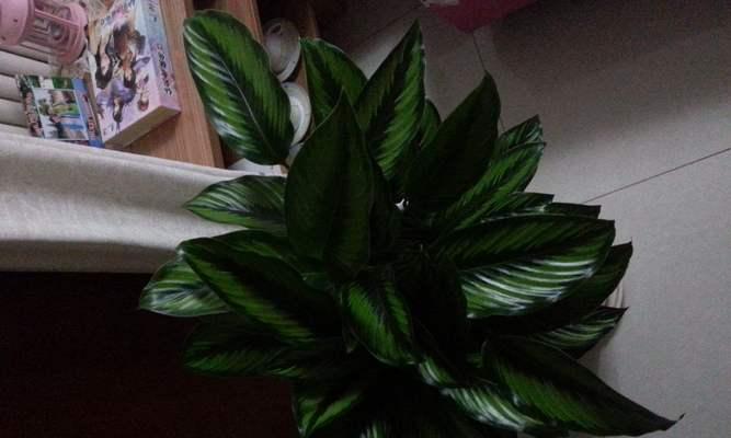 肖竹芋养护全攻略（如何养护长长的肖竹芋/肖竹芋生长秘籍）