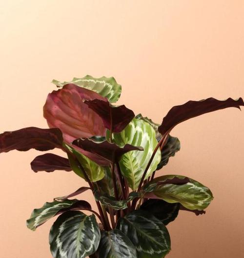肖竹芋养护全攻略（如何养护长长的肖竹芋/肖竹芋生长秘籍）
