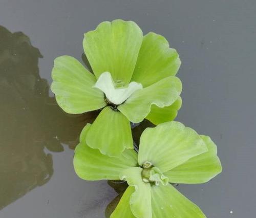 水芙蓉的种种疑云（能否放在室内养活？水芙蓉真的安全吗？澄清误解）