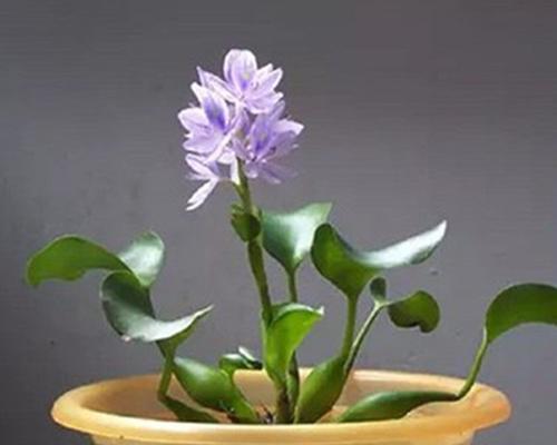 水芙蓉的种种疑云（能否放在室内养活？水芙蓉真的安全吗？澄清误解）