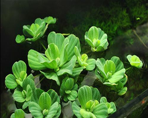 水芙蓉的种种疑云（能否放在室内养活？水芙蓉真的安全吗？澄清误解）