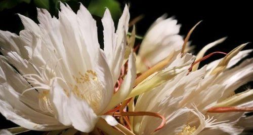 昙花的花语和传说（探寻昙花的神秘与美丽）