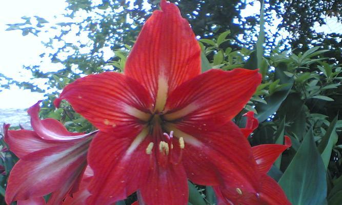 合果芋的花语与寓意（探索合果芋花朵的美丽和隐含的深意）