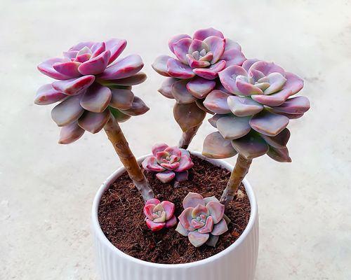 以以爱为名，含有爱情寓意的多肉植物（爱的花园中的多肉世界）