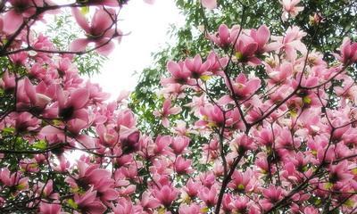 四季开花的树种大全（寻觅四季开花的美景）