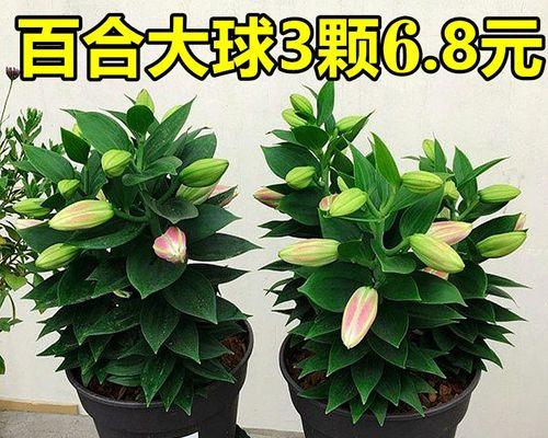 容易养活的花卉推荐(15种适合室内外养护的花卉) 容易养活的花卉推荐(15种适合室内外养护的花卉)