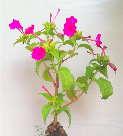 容易养活的花卉推荐(15种适合室内外养护的花卉) 容易养活的花卉推荐(15种适合室内外养护的花卉)