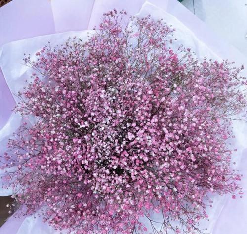 满天星的花语与寓意（满天星花语的深刻内涵与美丽寓意）