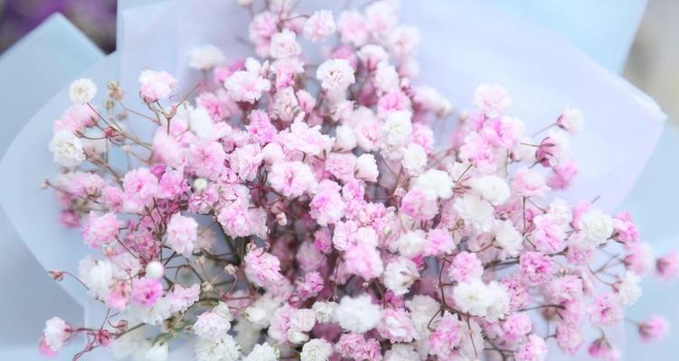 满天星的花语与寓意（满天星花语的深刻内涵与美丽寓意）