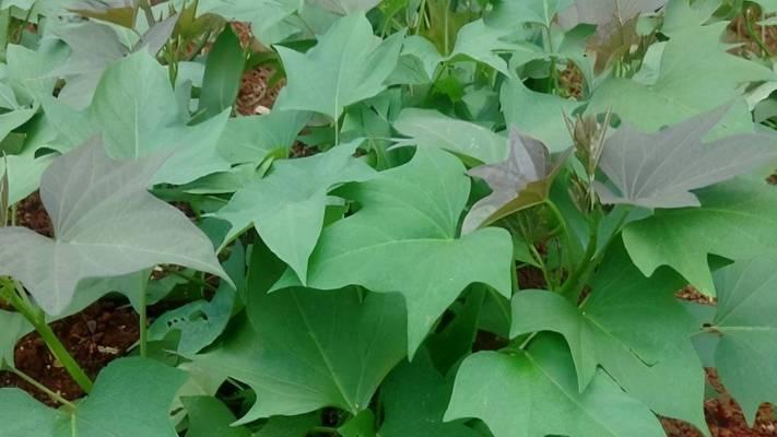 地瓜种植时间和方法（打造高产）