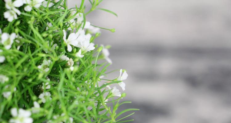 满天星花的寓意与象征意义（探索满天星花背后的深意与美丽）