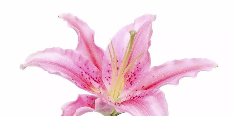 百合的花语意思（揭示百合的花语）