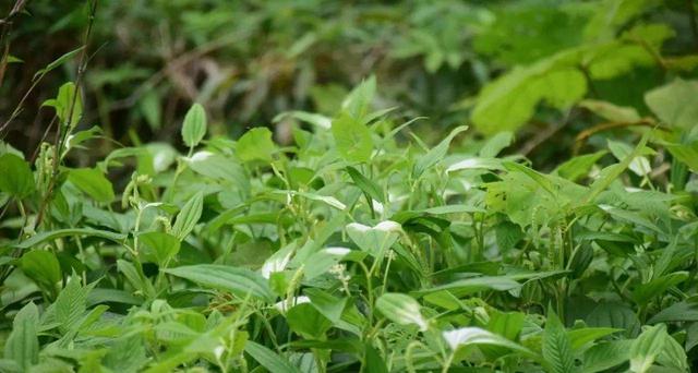 白草的别名及草药功效（探索白草背后的奥秘）