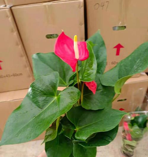 以一帆风顺花的寓意是什么（探索一帆风顺花所代表的含义与象征）