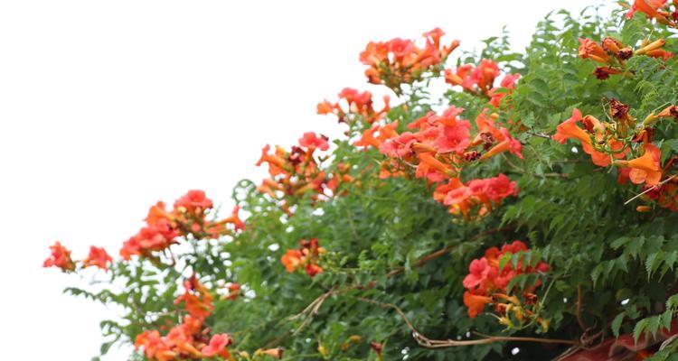 凌霄花的花语（爆发潜力）