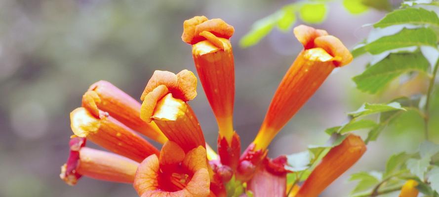 凌霄花的花语（爆发潜力）
