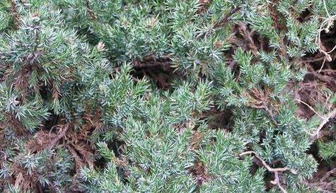 松柏是裸子植物吗(揭秘松柏植物的生殖结构和特征) 松柏是裸子植物吗(揭秘松柏植物的生殖结构和特征)
