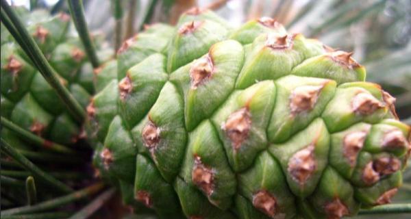 松柏是裸子植物吗(揭秘松柏植物的生殖结构和特征) 松柏是裸子植物吗(揭秘松柏植物的生殖结构和特征)