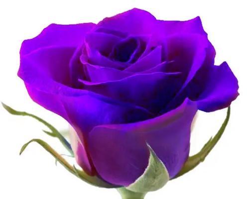 23朵玫瑰花语的深刻内涵（花开正值青春）