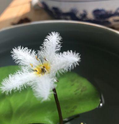 一叶莲（以一叶莲的寓意和花语探索生命的坚强与美丽）