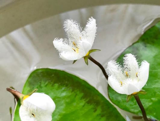 一叶莲（以一叶莲的寓意和花语探索生命的坚强与美丽）