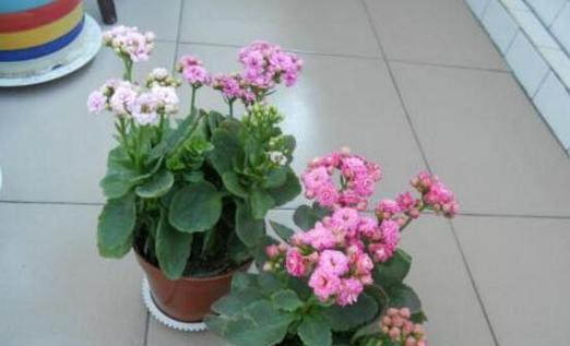 长寿花的花语(探索长寿花所传达的美好寓意及其在文化传统中的重要性) 长寿花的花语(探索长寿花所传达的美好寓意及其在文化传统中的重要性)