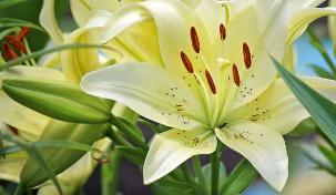 百合之意——纯洁与爱的象征（深入解读百合的象征意义及历史渊源）