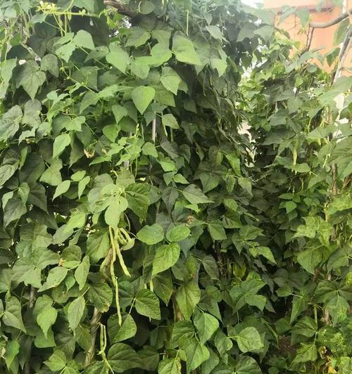 豆角种植指南(掌握种植技巧) 豆角种植指南(掌握种植技巧)
