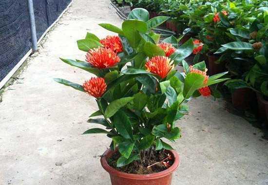 龙船花（探索龙船花的花语及文化内涵）