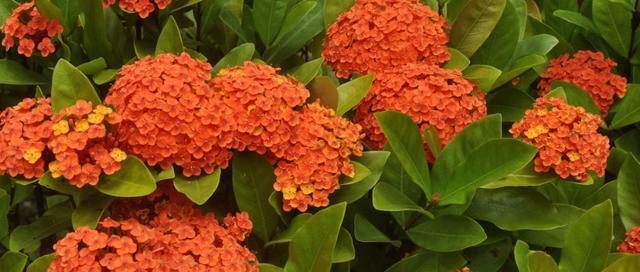 龙船花（探索龙船花的花语及文化内涵）