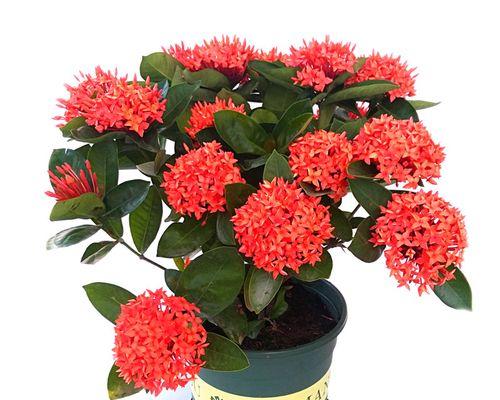 龙船花（探索龙船花的花语及文化内涵）