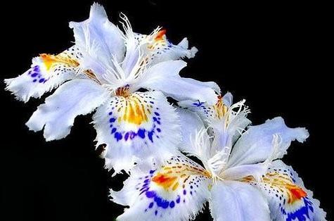 鸢尾草花语之美——传递坚强和自由的象征（深入探索鸢尾草花语的内涵与意义）