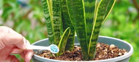 如何正确养护虎皮兰（盆栽虎皮兰需要注意什么）