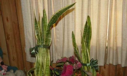 虎皮兰换盆时间及方法剖析（掌握正确的虎皮兰换盆时间和方法）