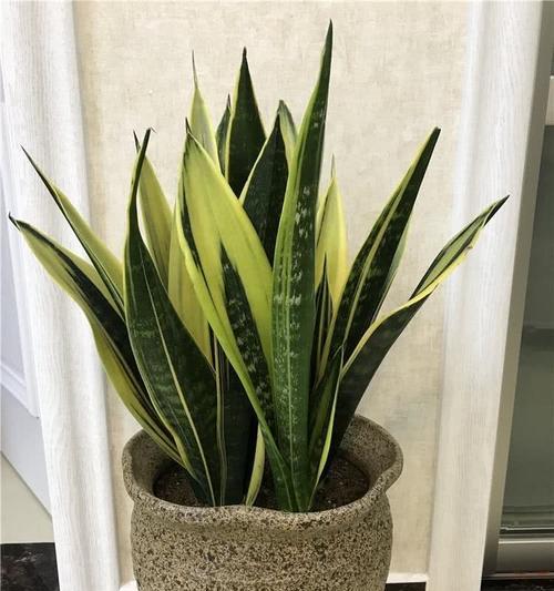 虎皮兰换盆时间及方法剖析（掌握正确的虎皮兰换盆时间和方法）