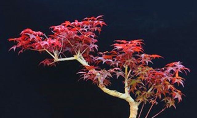 盆景掉叶子的原因及治疗方法(如何解决盆景的叶子掉落问题) 盆景掉叶子的原因及治疗方法(如何解决盆景的叶子掉落问题)