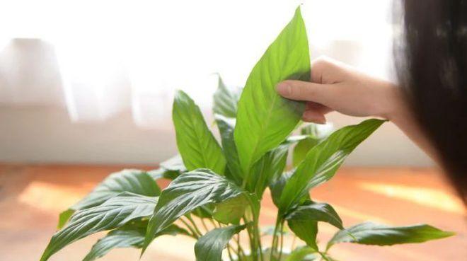 盆景掉叶子的原因及治疗方法(如何解决盆景的叶子掉落问题) 盆景掉叶子的原因及治疗方法(如何解决盆景的叶子掉落问题)