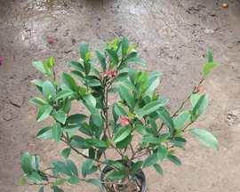 轻松养出含笑长寿花(含笑养护指南) 轻松养出含笑长寿花(含笑养护指南)