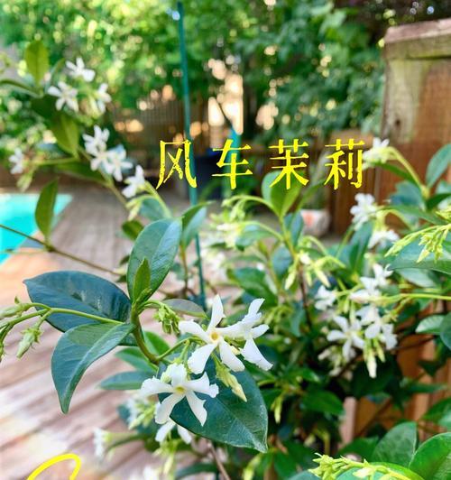 风车茉莉花有香味吗(解密风车茉莉花的芳香之谜) 风车茉莉花有香味吗(解密风车茉莉花的芳香之谜)
