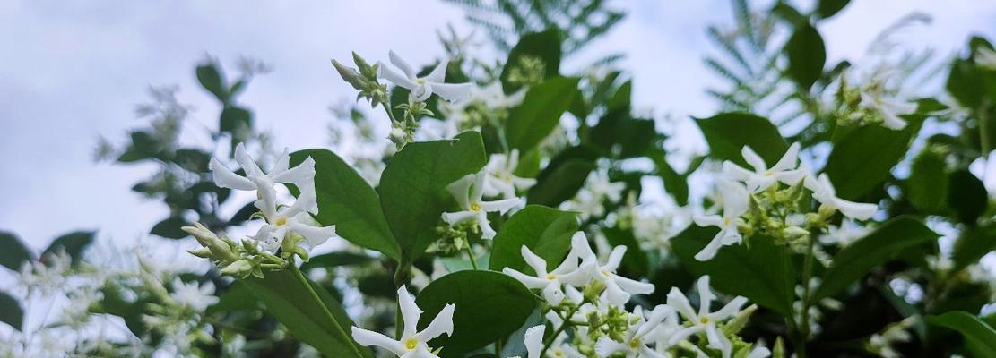 风车茉莉花有香味吗(解密风车茉莉花的芳香之谜) 风车茉莉花有香味吗(解密风车茉莉花的芳香之谜)