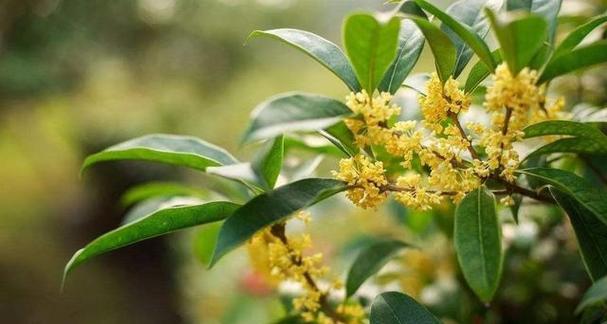 怎样浇水才能让桂花茂盛生长（桂花的浇水原则和频率详解）