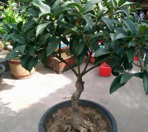 怎样浇水才能让桂花茂盛生长（桂花的浇水原则和频率详解）