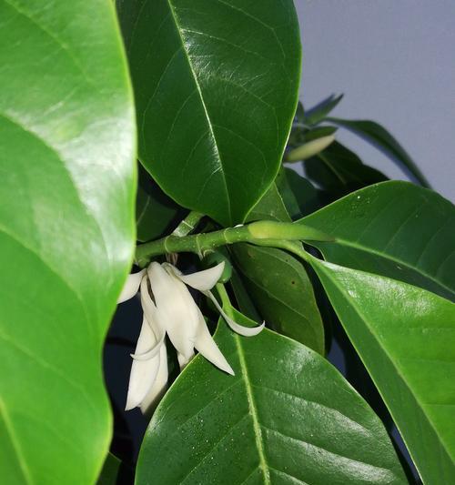 含笑花的鲜艳色彩(探寻含笑花的花色之谜) 含笑花的鲜艳色彩(探寻含笑花的花色之谜)