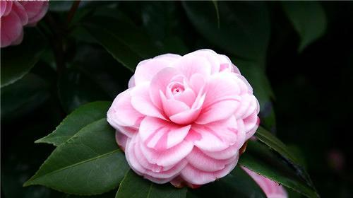茶花不怕严寒冬天开花（冬季茶花的品种）