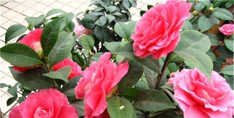 茶花不怕严寒冬天开花（冬季茶花的品种）
