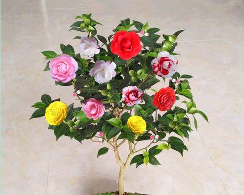 茶花不怕严寒冬天开花（冬季茶花的品种）